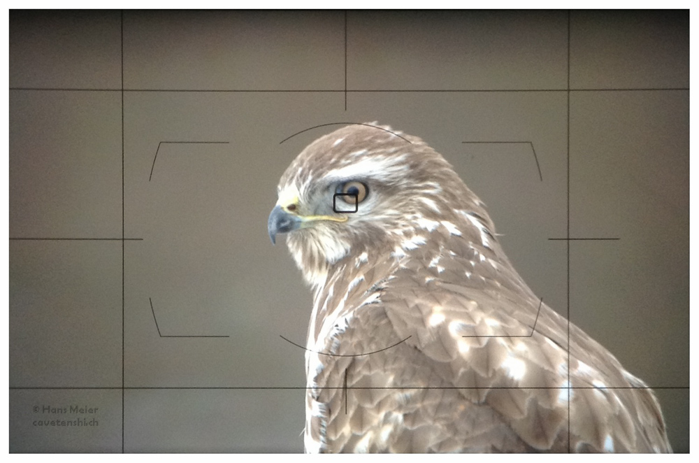 Bussard Sucher