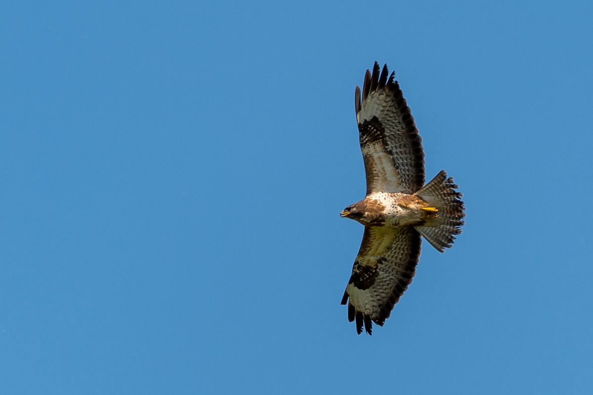 Bussard
