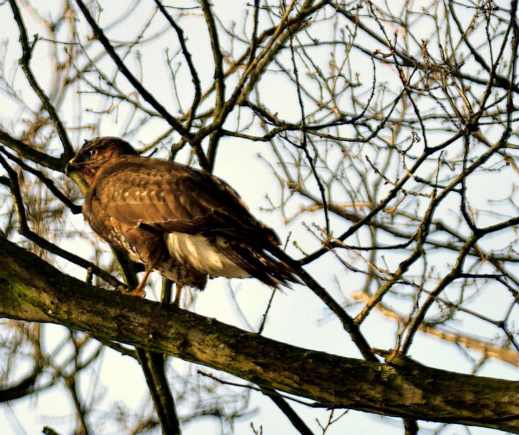 Bussard