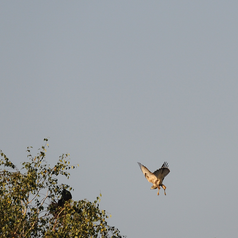 Bussard05