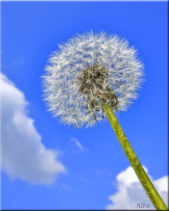 Busteblume