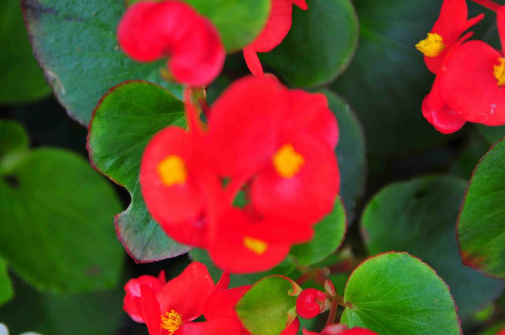 Butchart Gardens