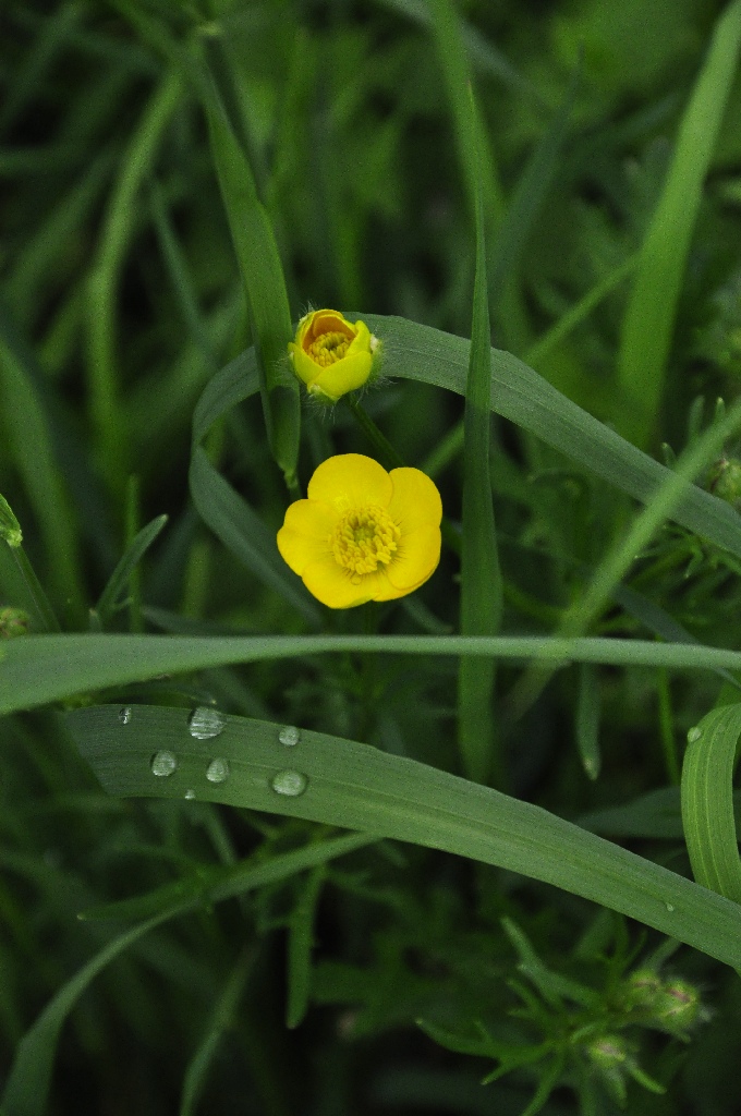 Butterblümchen