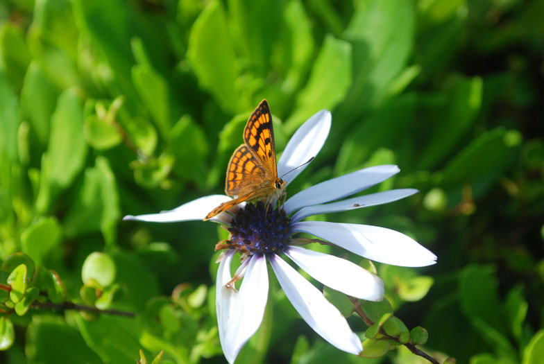butterfly