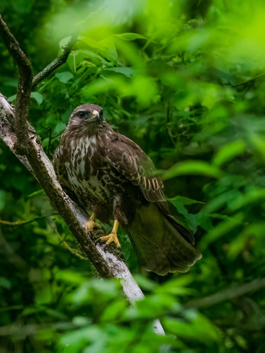 Buzzard-2.jpg