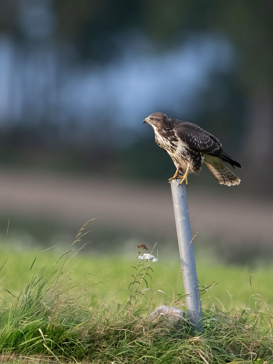 Buzzard auf Stempen.jpg