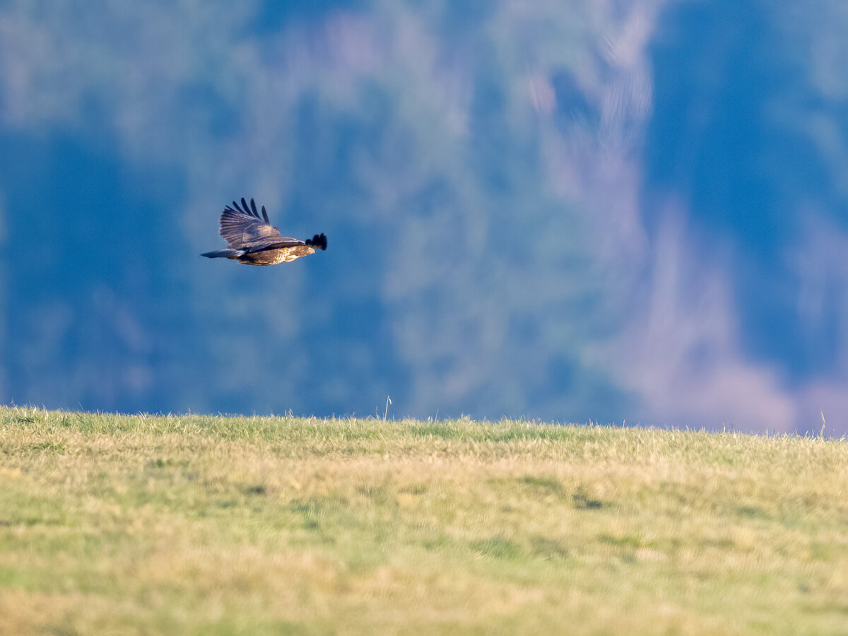 Buzzard im Flug.jpg