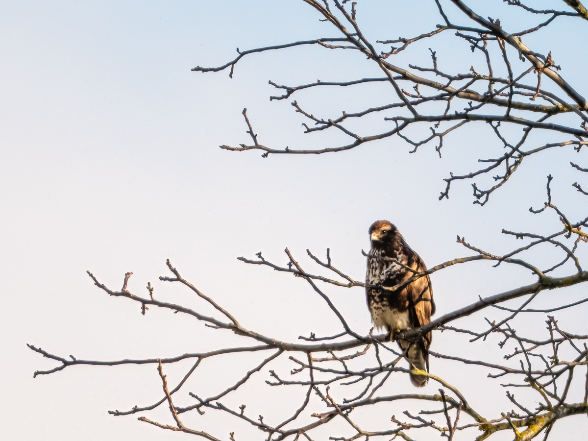 Buzzard.jpg