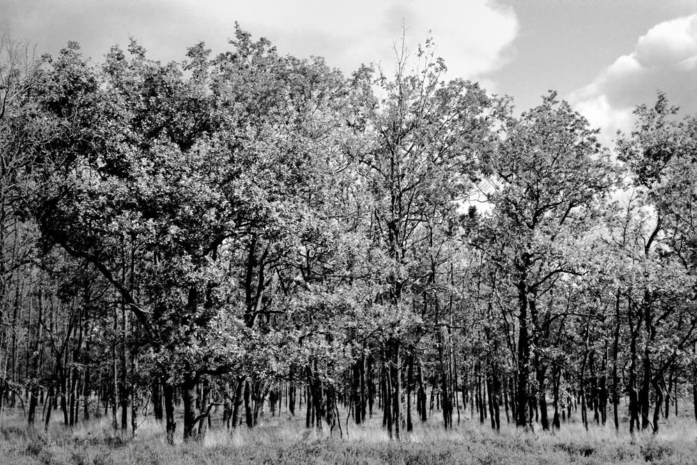 BW400 230213 2 f:  Lüneburger Heide; F3, 3,5-4,5/28-105 AF, Kodak Professional BW400CN