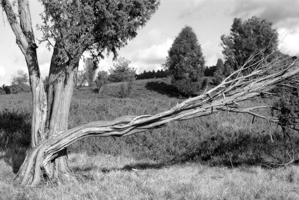 BW400 230213 5af: Lüneburger Heide; F3, 3,5-4,5/28-105 AF, Kodak Professional BW400CN