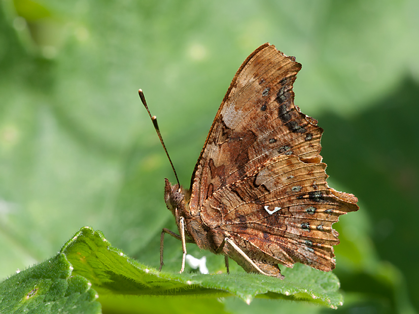 C Falter 2012 07 08 01