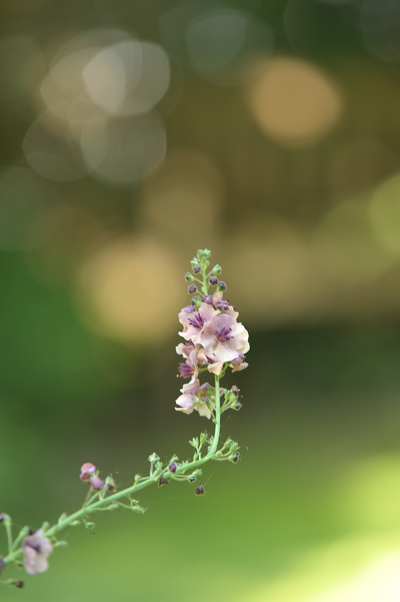 (c)K.R 540DSC 3312