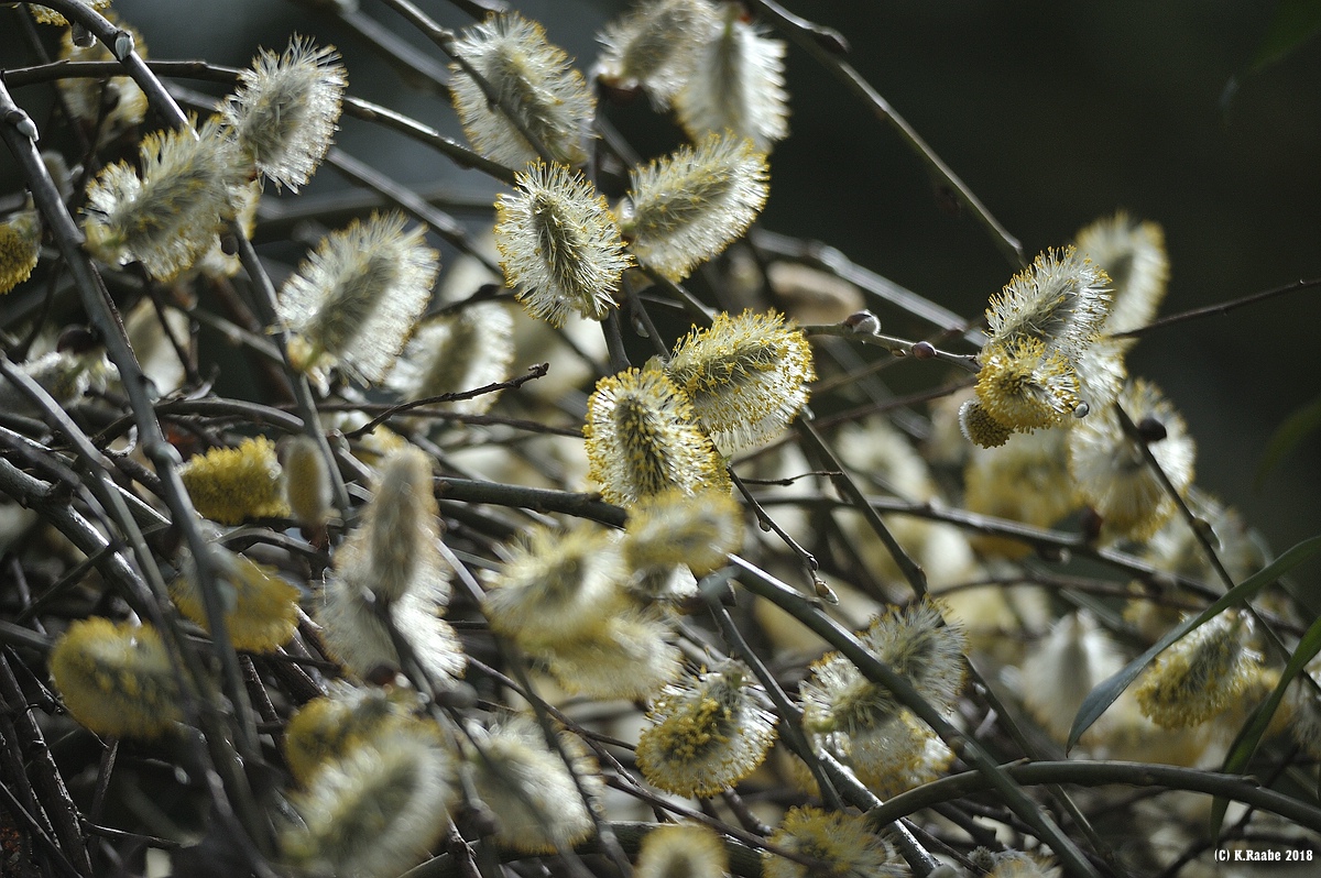 (c)K.R. 540DSC 9756