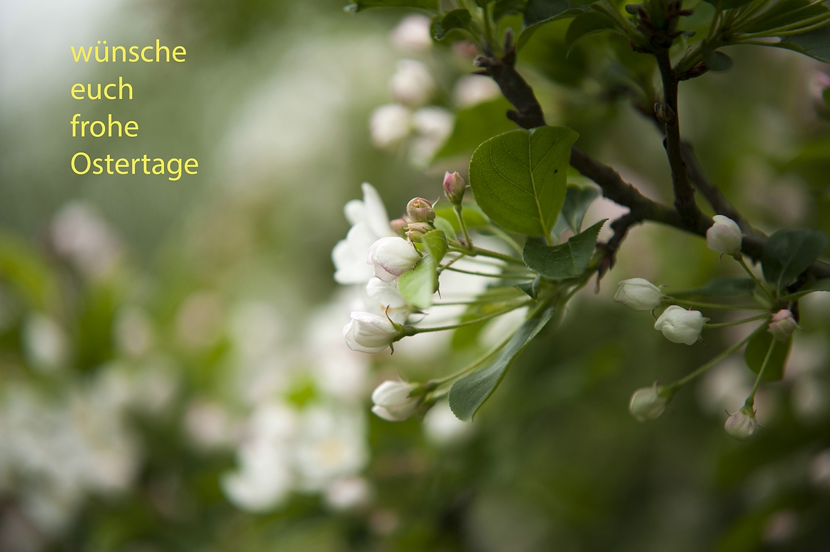 (C)K.R. DSC 2158 O