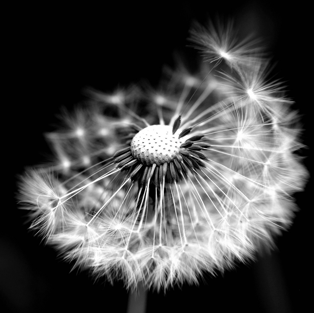 c Pusteblume 5615