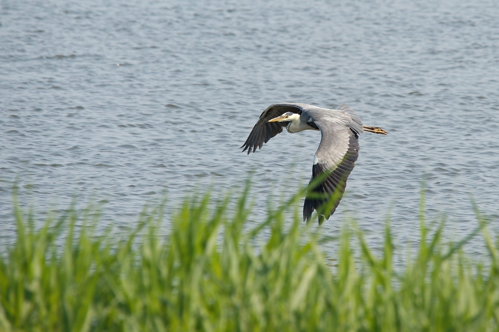 c1024 DSC 6807n5