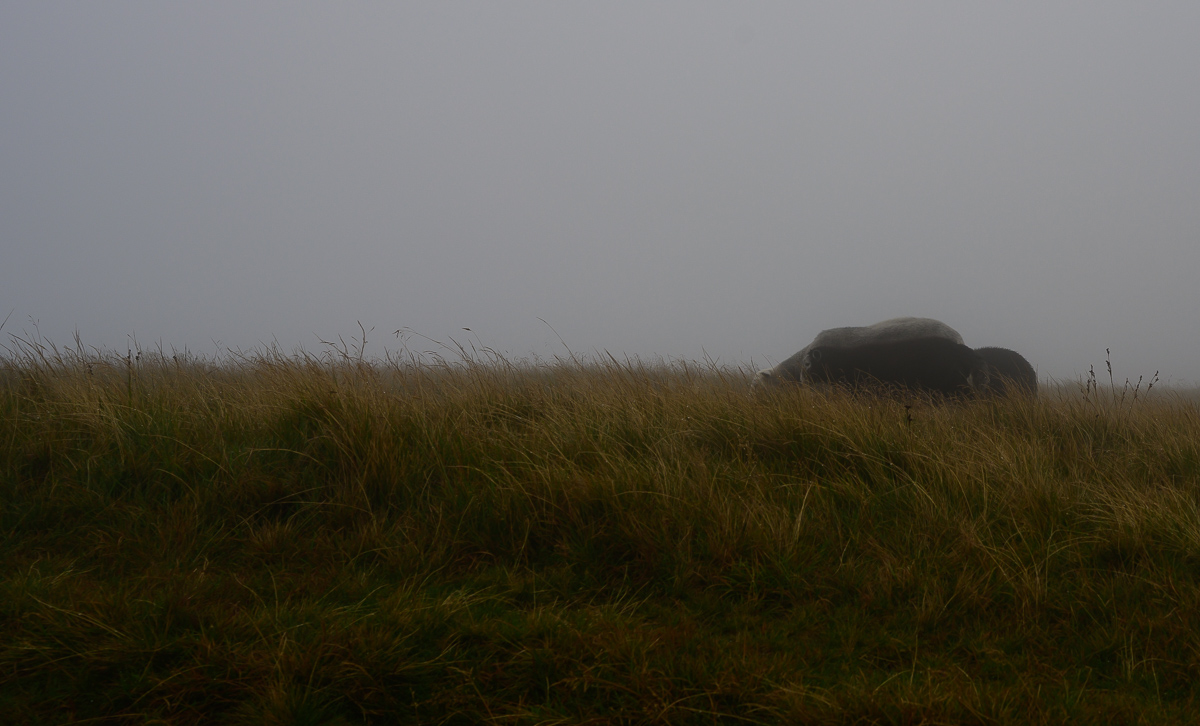C2C_DSC_0889.jpg