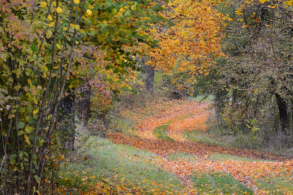 C71_2271.jpg
