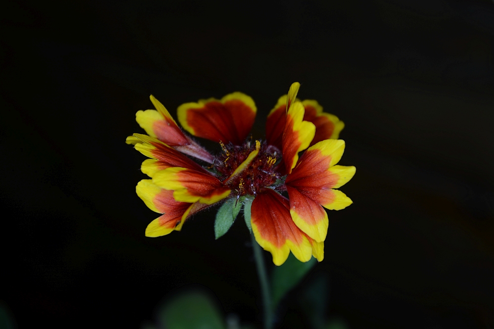 C71_2519.jpg