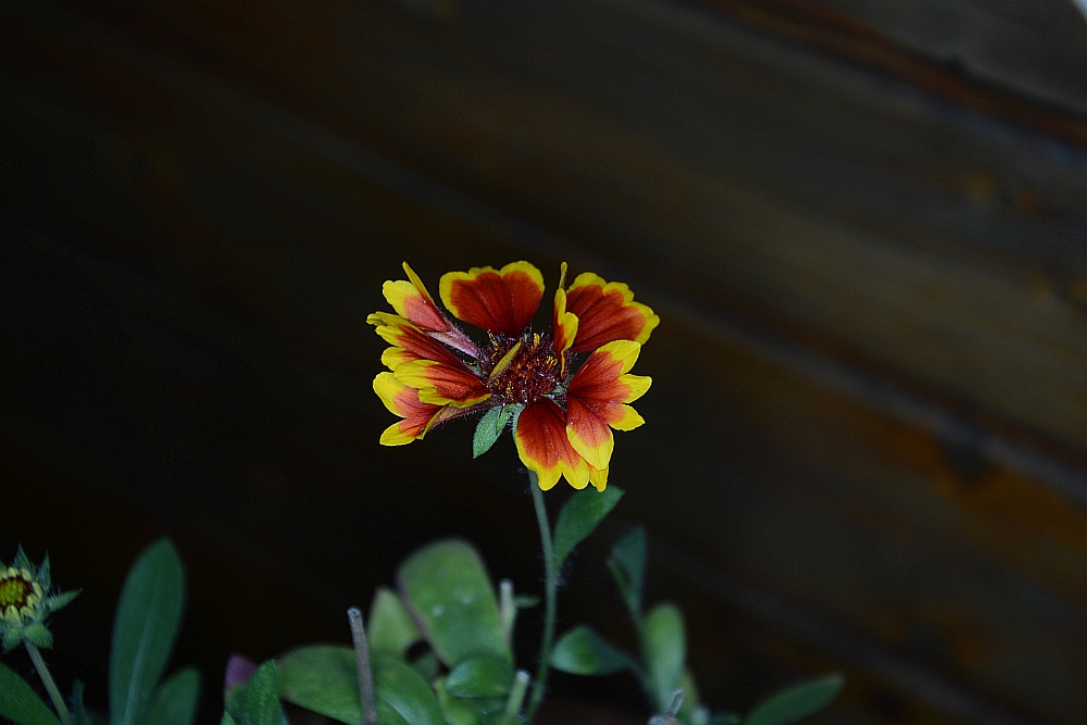 C71_2520.jpg