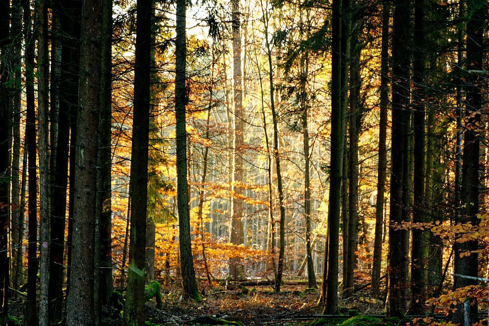 C71_2623.jpg