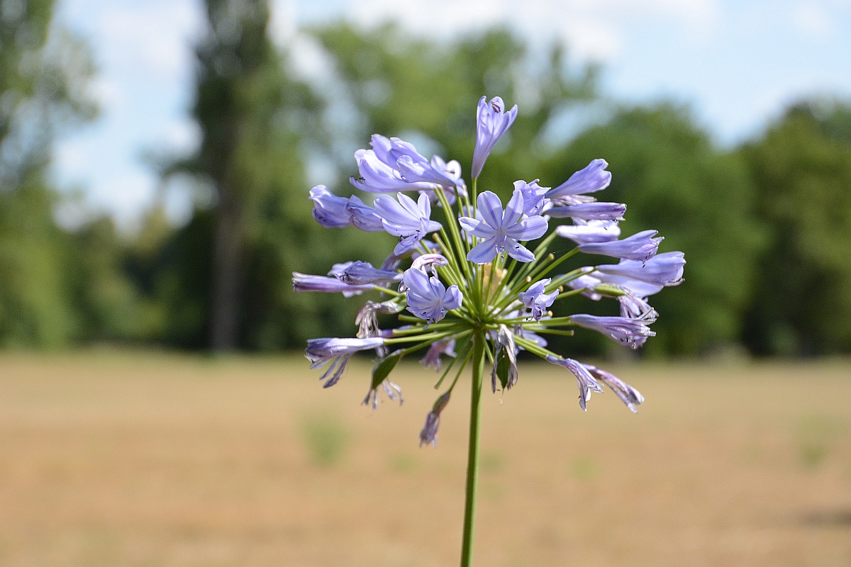 C71_2850.jpg