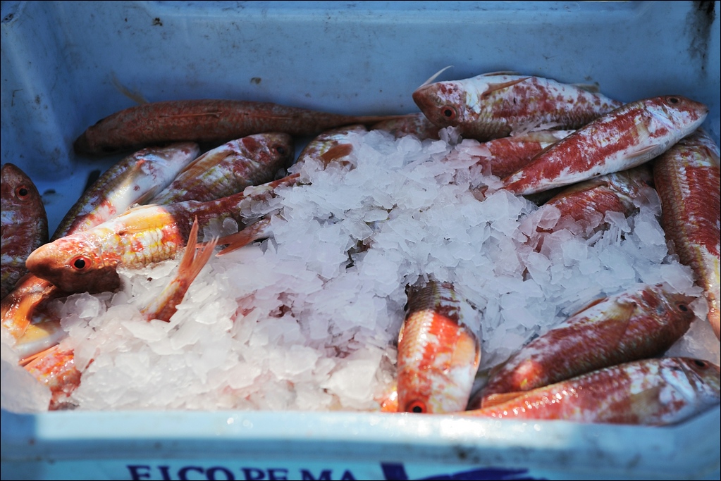 Cala Figuera - Kleine Fische auf Eis