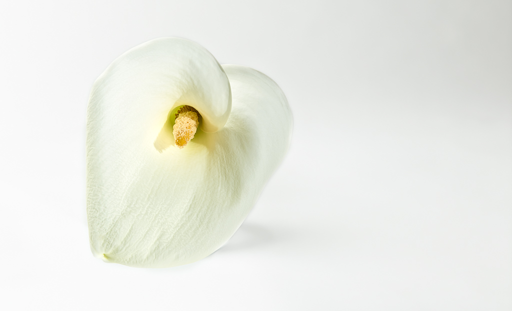 Calla
