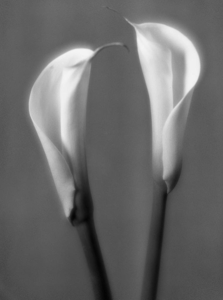 Callas Imagon f5.8 Aufnahme mit 250mm Imagon an meiner Burke & James 8x10 mit 4x5 inch Rückteil!
