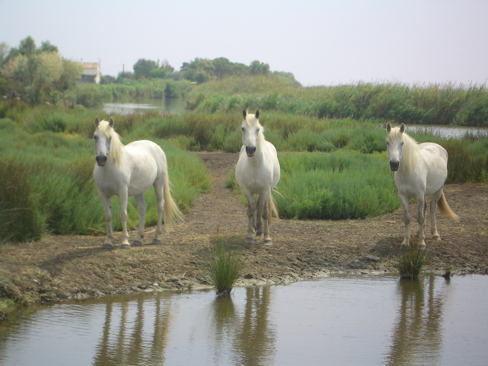 Camargue Pferde