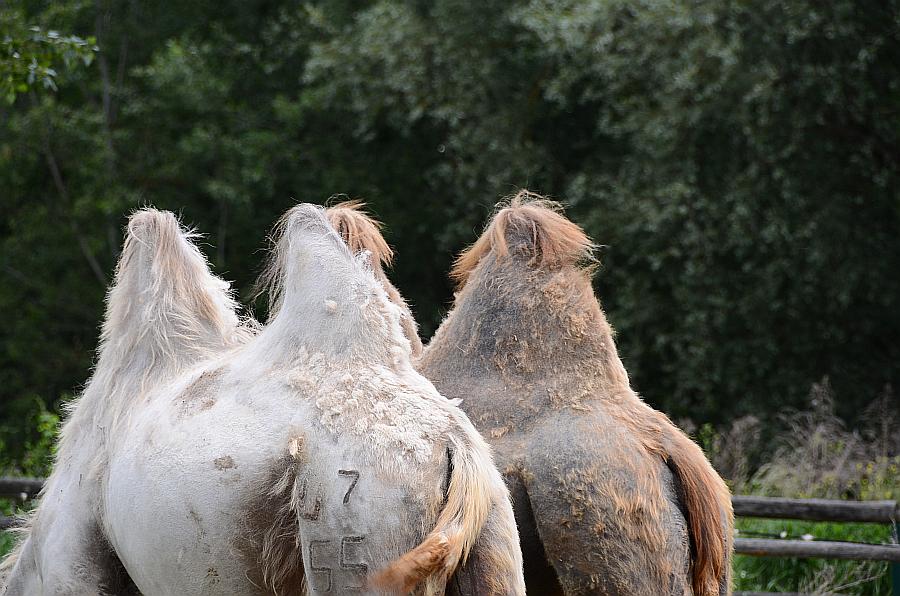 camel