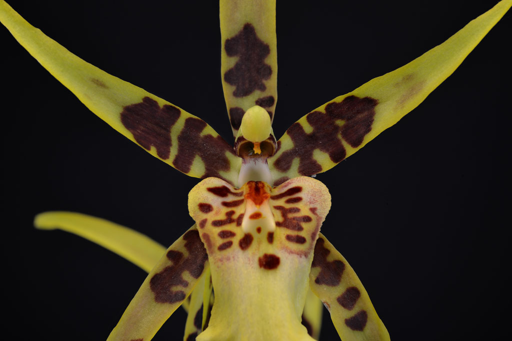cameleon orchidee