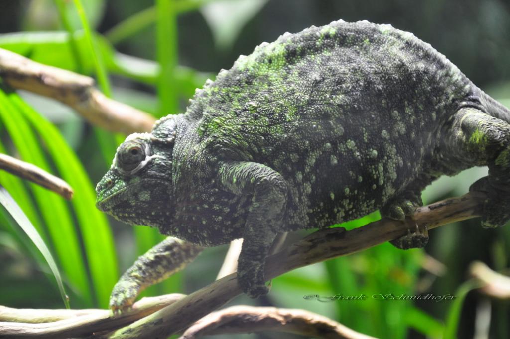 Camelion im Terrarium