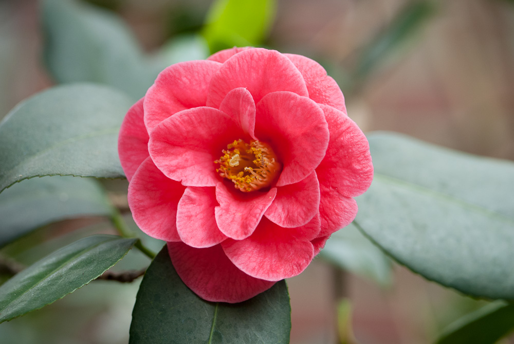 Camellia japonica a