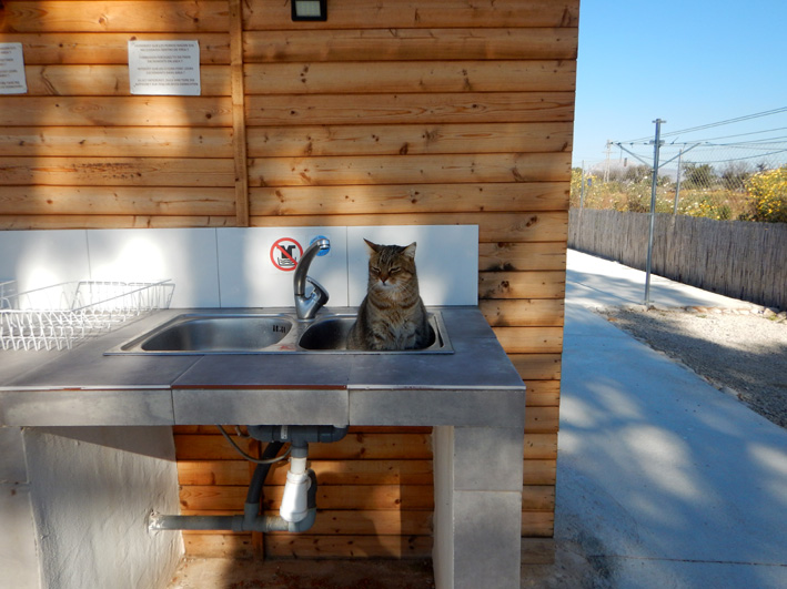 campcat1.jpg