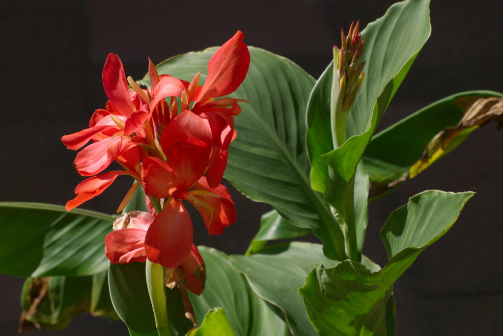 Canna "Salomon Lachs"