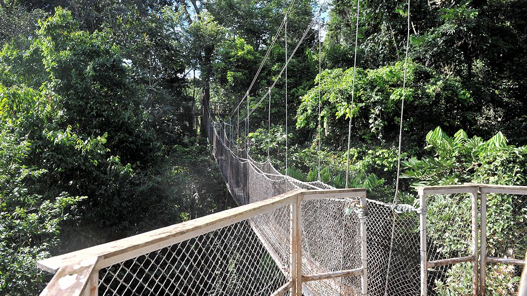 Canopy Walkway
Atta Lodge, Iwokrama Rainforest
1228