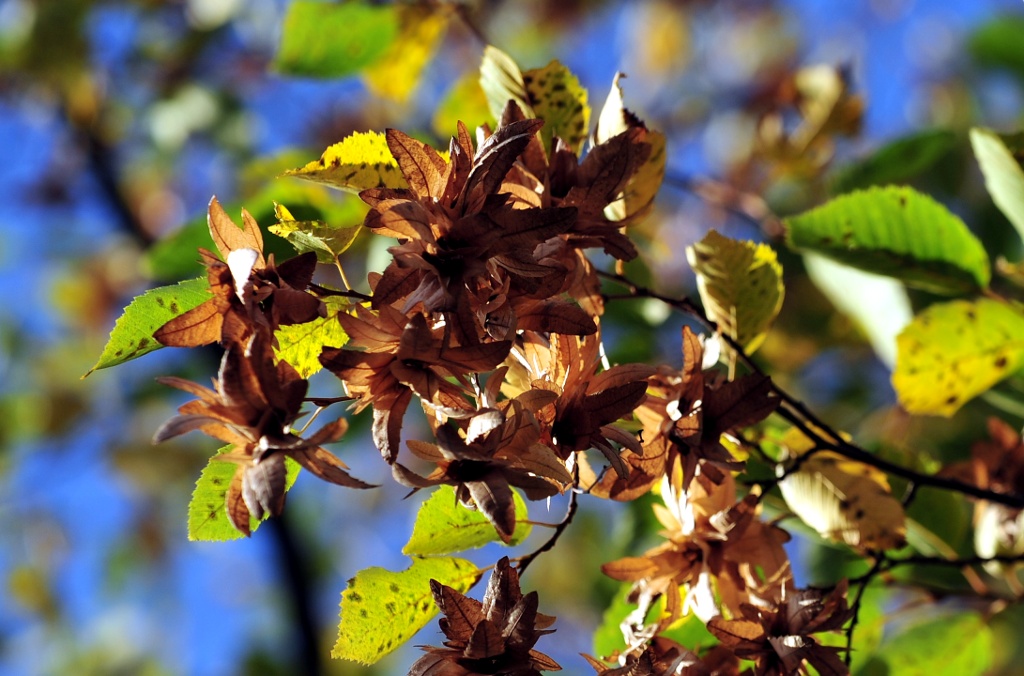 caprinus b herbst 02