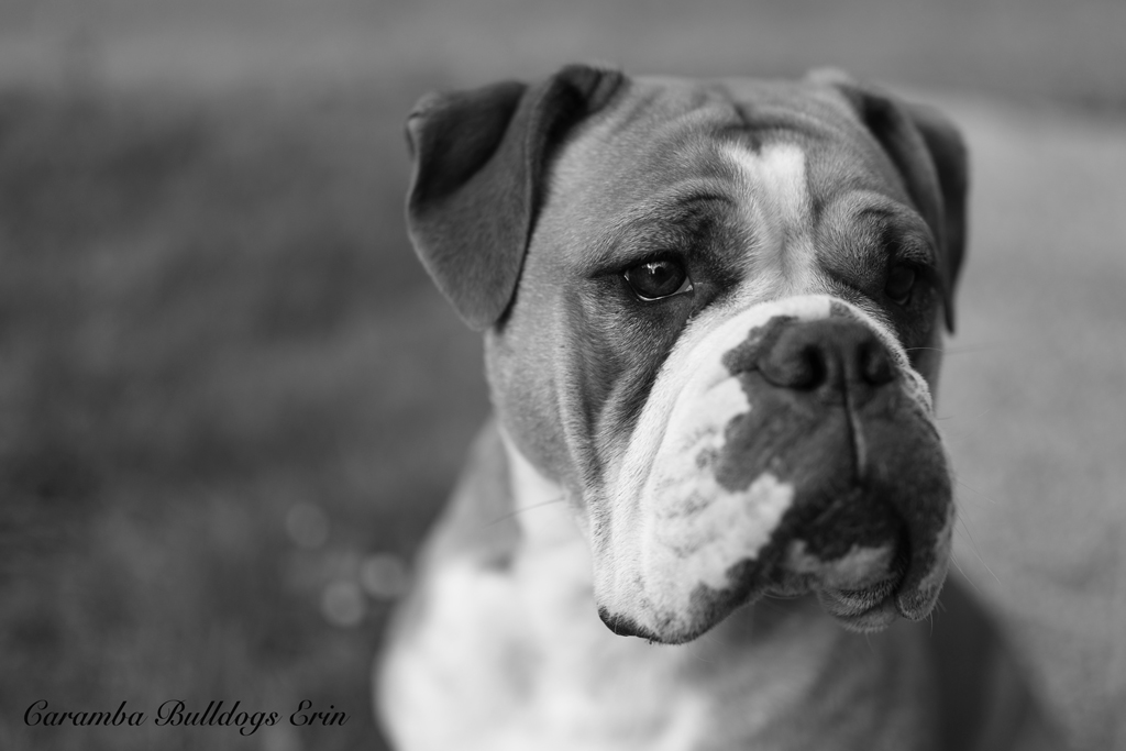 Caramba Bulldogs Erin