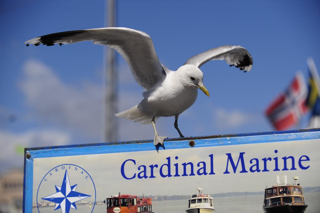Cardinal Marine