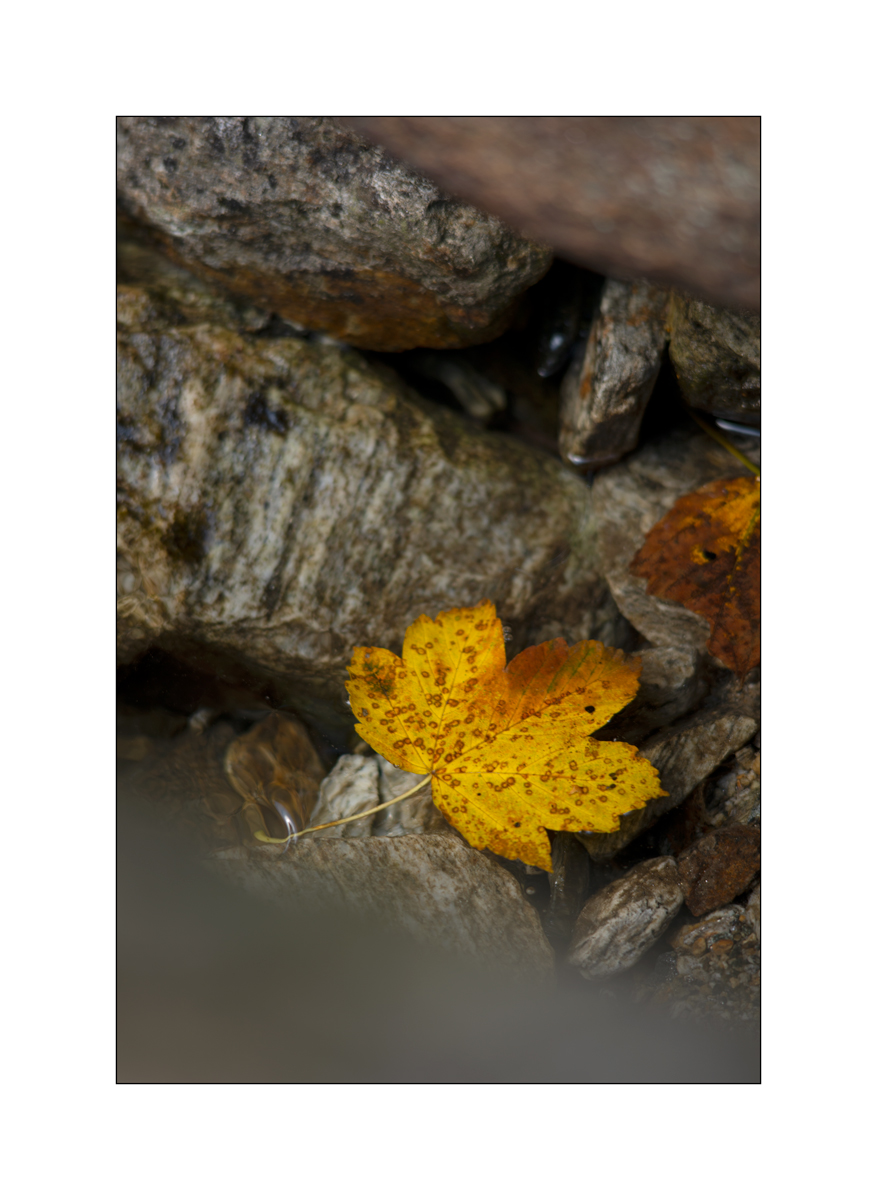 CasDSC_2571.jpg