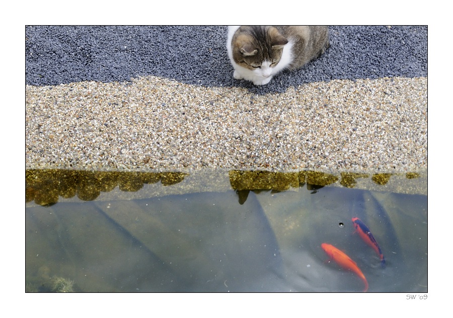 Cat ... Fish - Gefahr im Verzug? III