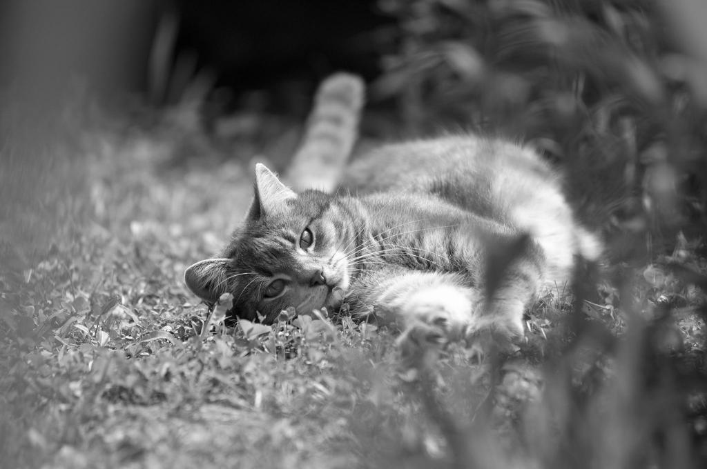 cat sw  D2X2862