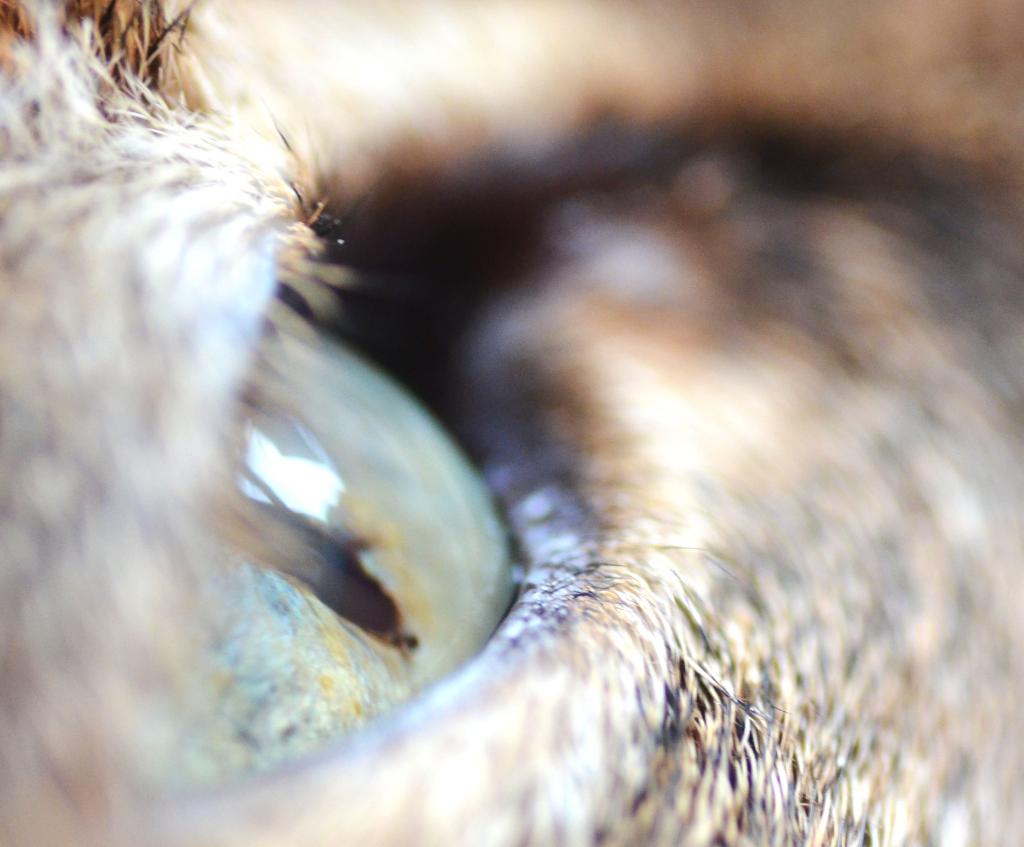 cats eye