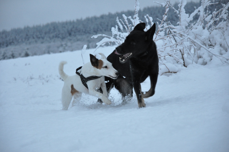 Caya und Frizzy beim Toben im Schnee