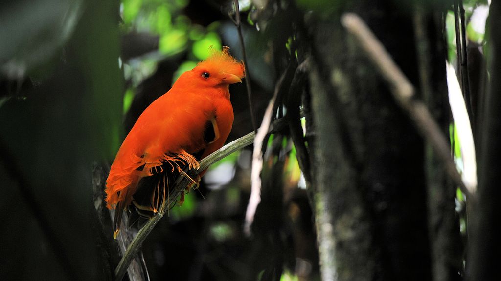 Cayenne Klippenvogel (Cock of the rock), Männchen
Iwokrama Forest
1429