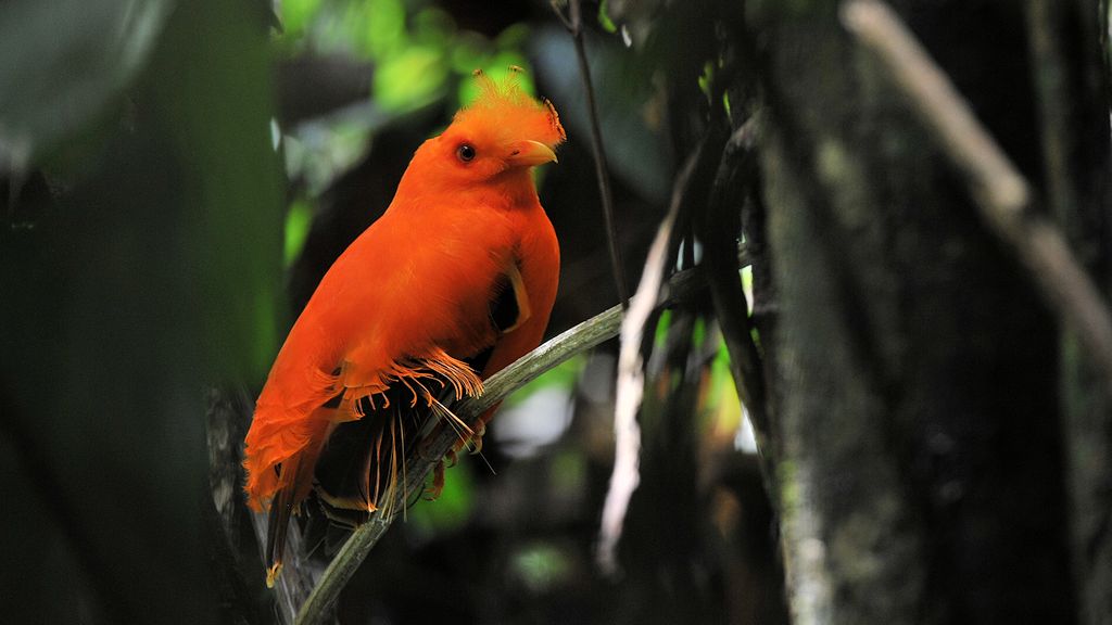 Cayenne Klippvogel (CockOfTheRock), Männchen
Iwokrama Rainforest
1434