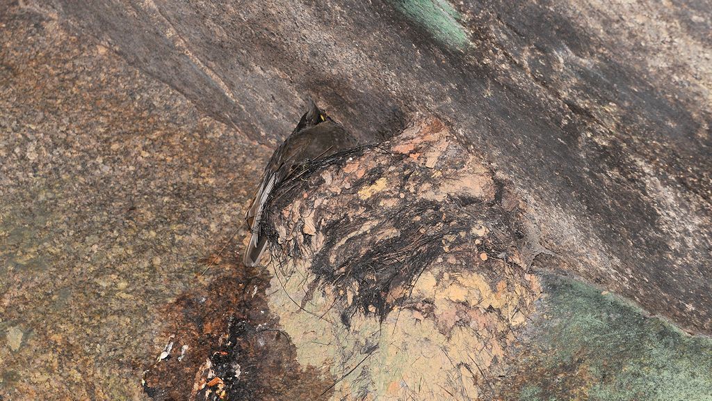 Cayenne Klipvogel (C.ock of the Rock)
Iwokrama Rainforest
1792