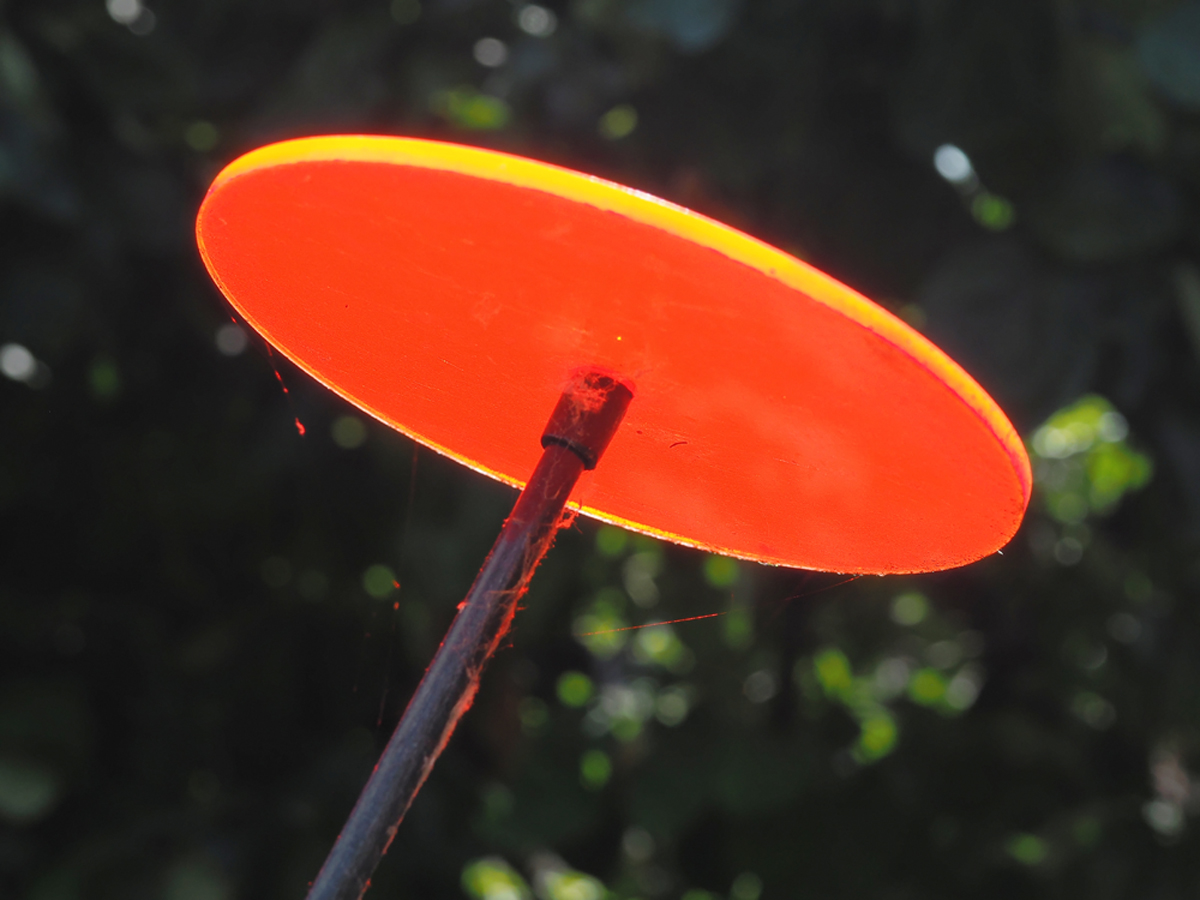 Cazador-del-sol.de rot.jpg