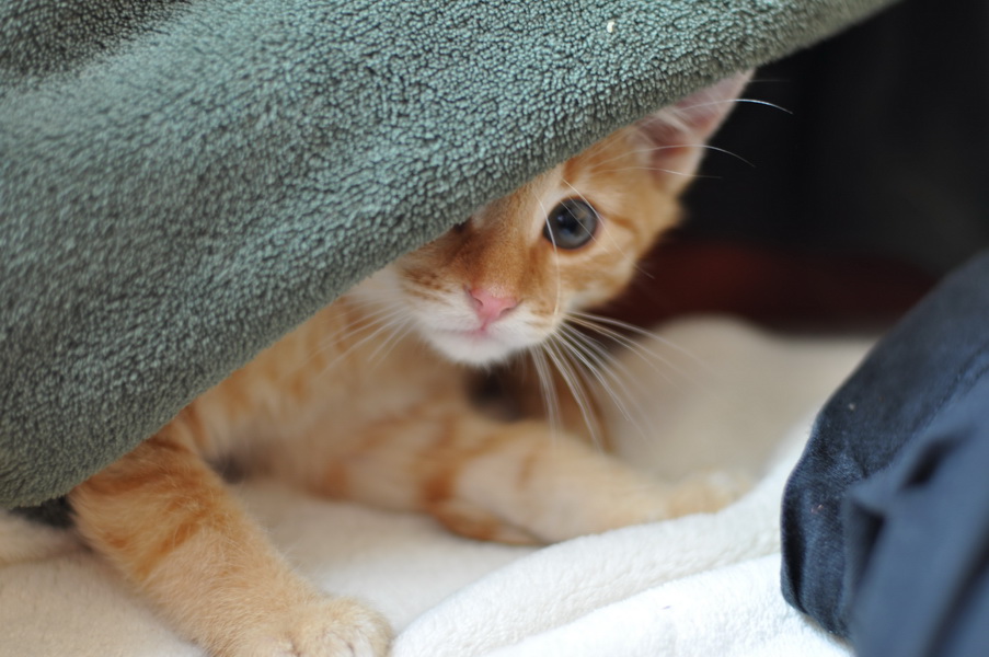 cb 110901 0010 cat nff